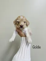 Goldie, a female Cockapoo for sale in Troy, MO – Photo 2 of 3