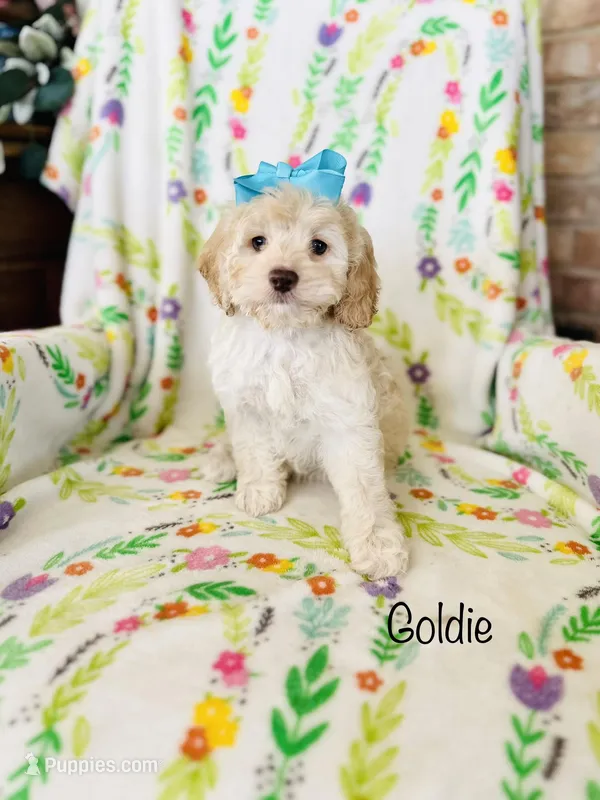 Goldie – Cockapoo puppy for sale in Troy, MO