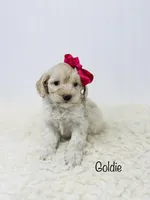 Goldie, a female Cockapoo for sale in Troy, MO – Photo 1 of 3