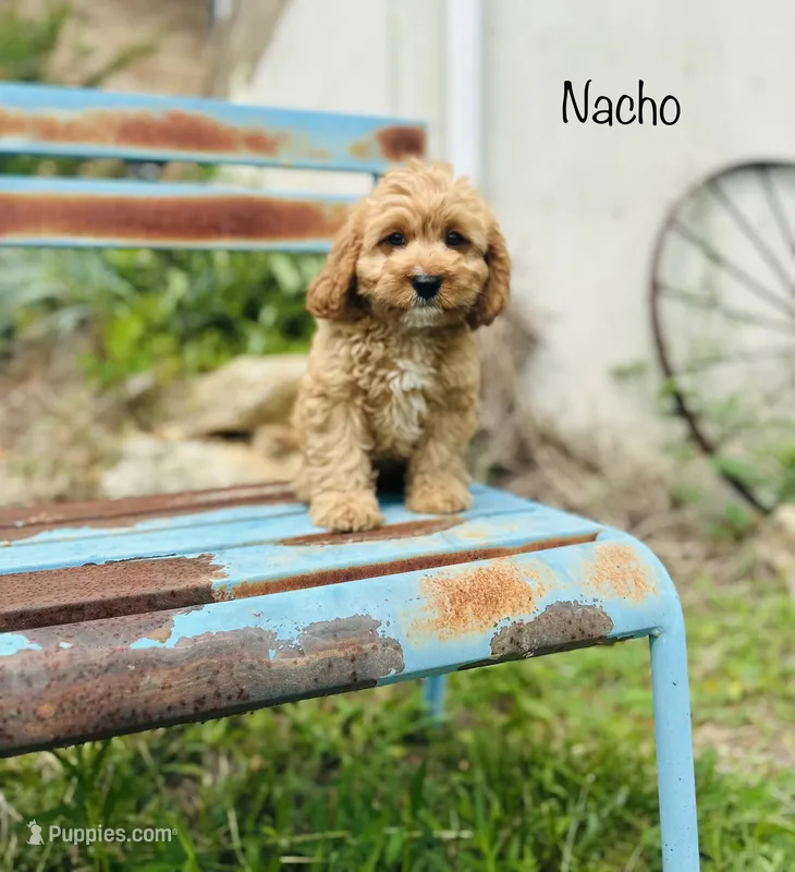 Nacho – Cavapoo puppy for sale in Troy, MO