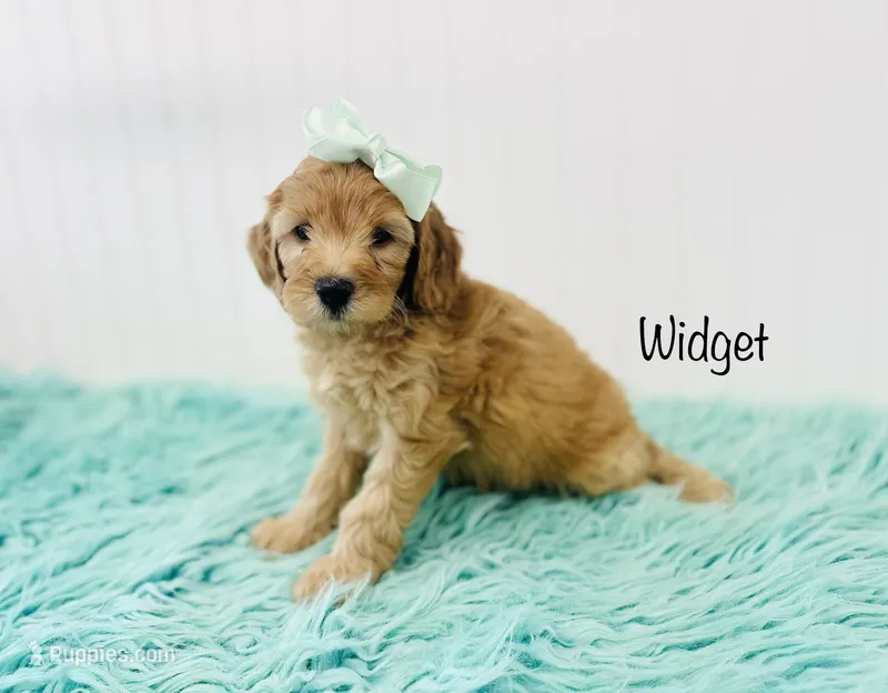 F1B Widget – Irish Doodle puppy for sale in Troy, MO
