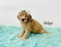 F1B Widget, a female Irish Doodle for sale in Troy, MO – 1 of 3