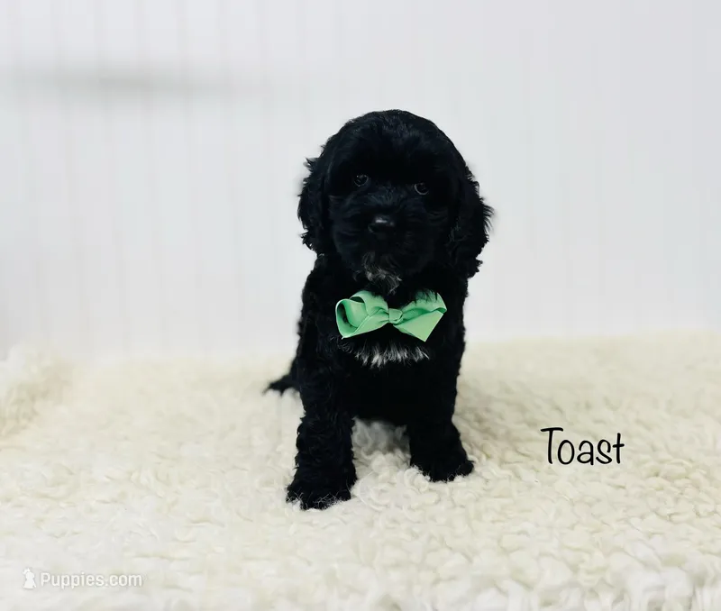 Toast, a male Cockapoo for sale in Troy, MO – Photo 1 of 4