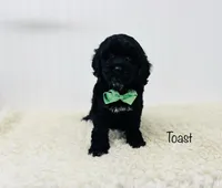 Toast, a male Cockapoo for sale in Troy, MO – Photo 1 of 4