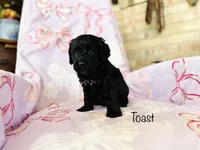 Toast, a male Cockapoo for sale in Troy, MO – Photo 4 of 4