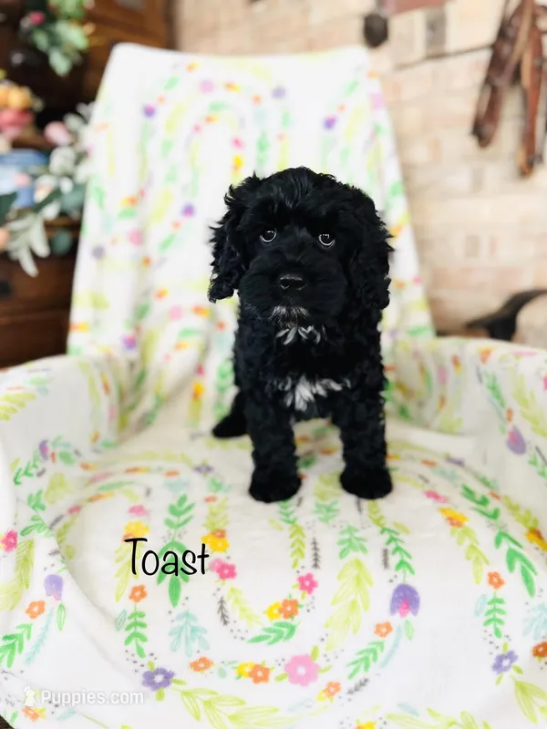 Toast – Cockapoo puppy on hold in Troy, MO