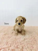F1B Stone , a male Cockapoo for sale in Troy, MO – 3 of 3