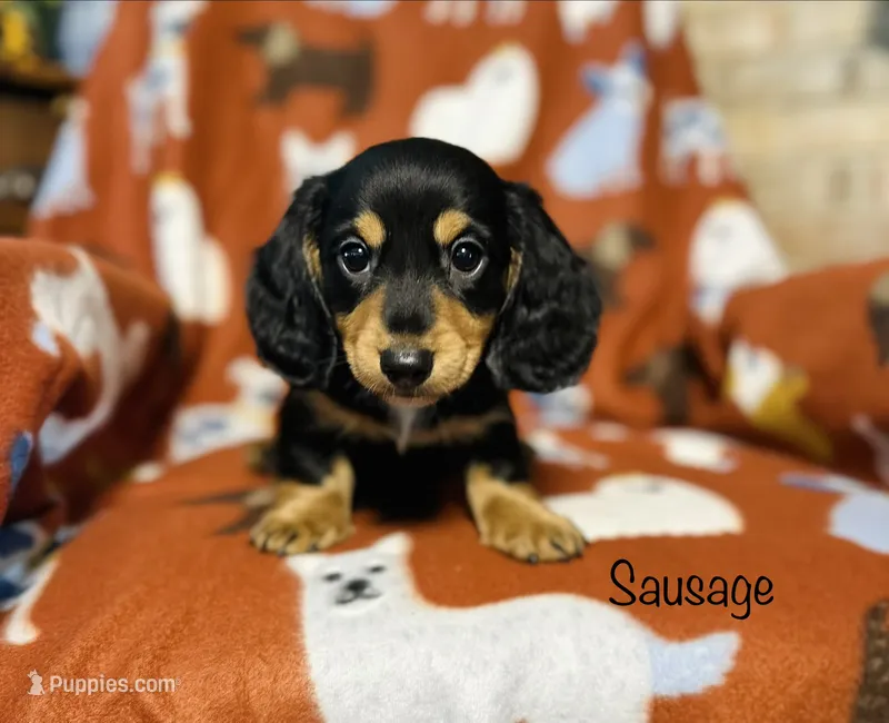 AKC Sausage  – Miniature Dachshund puppy for sale in Troy, MO