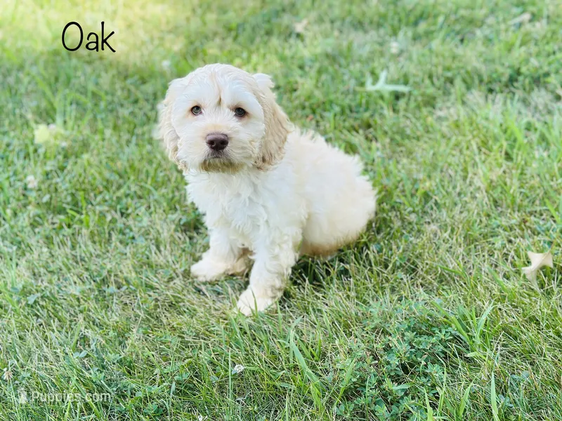 F1B Oak – Cockapoo puppy for sale in Troy, MO