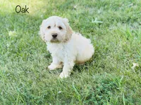 F1B Oak, a male Cockapoo for sale in Troy, MO – 1 of 3