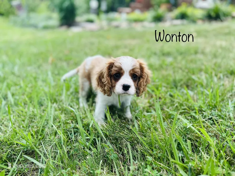 Wonton  – Cavalier King Charles Spaniel puppy for sale in Troy, MO
