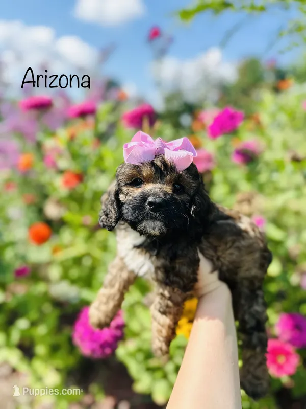 Arizona – Cockapoo puppy for sale in Troy, MO