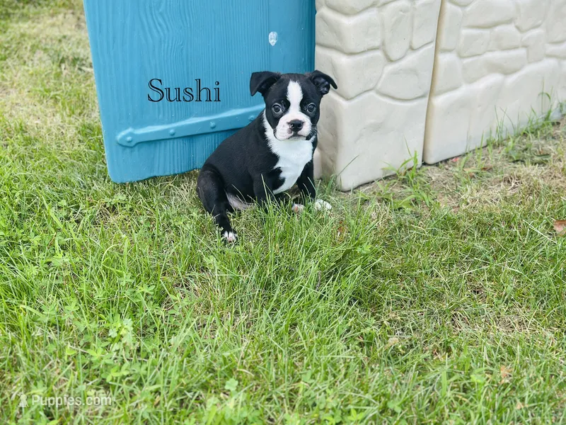 AKC Sushi – Boston Terrier puppy for sale in Troy, MO