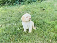 F1B Oak, a male Cockapoo for sale in Troy, MO – 3 of 3
