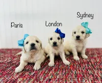 AKC Sydney , a female English Cream Golden Retriever for sale in Troy, MO – 4 of 4