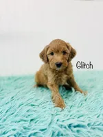 F1B Glitch, a male Irish Doodle for sale in Troy, MO – 3 of 3