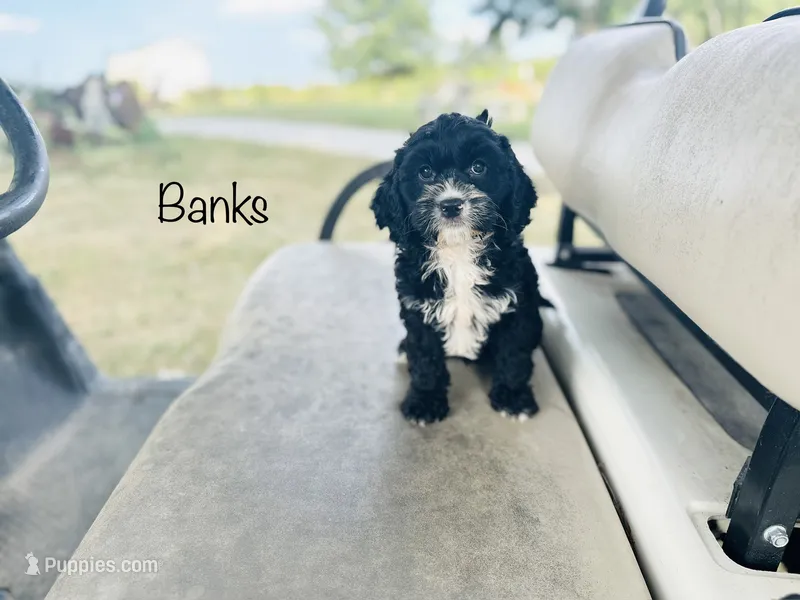 Banks – Cavapoo puppy for sale in Troy, MO