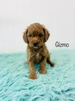 F1B Gizmo, a male Irish Doodle for sale in Troy, MO – 2 of 3