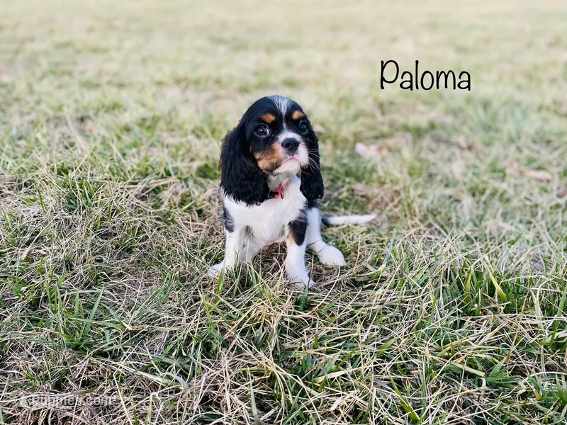 Paloma