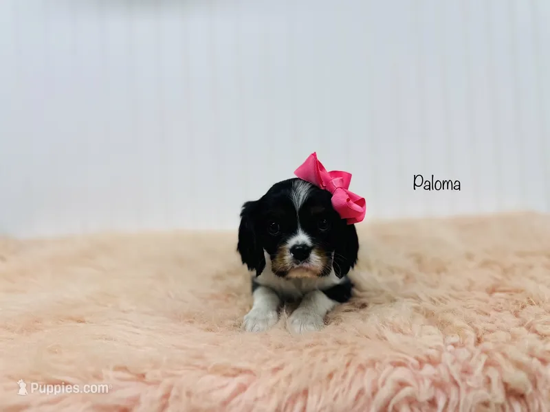 Paloma