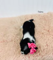 Paloma, a female Cavalier King Charles Spaniel for sale in Troy, MO – Photo 2 of 2