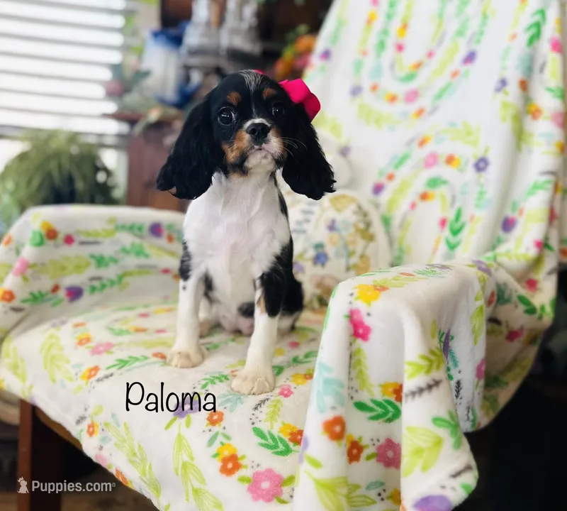 Paloma – Cavalier King Charles Spaniel puppy for sale in Troy, MO