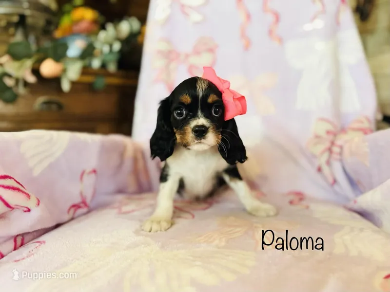 Paloma