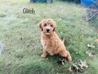 F1B Glitch, a male Irish Doodle for sale in Troy, MO – 4 of 7