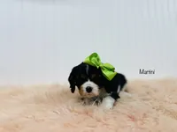 Martini, a female Cavalier King Charles Spaniel for sale in Troy, MO – Photo 1 of 2