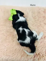 Martini, a female Cavalier King Charles Spaniel for sale in Troy, MO – Photo 2 of 2