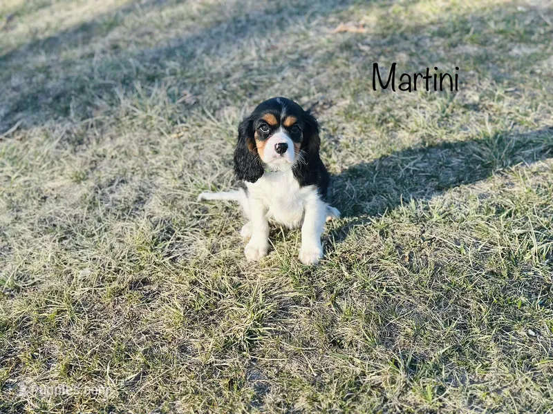 Martini
