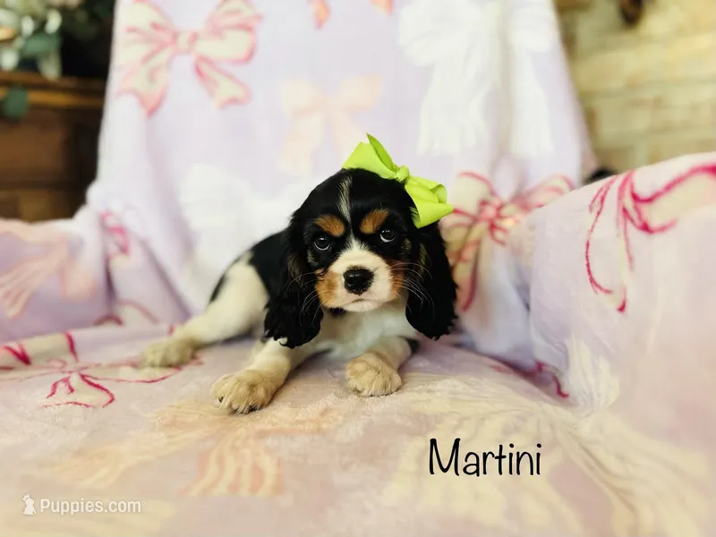 Martini
