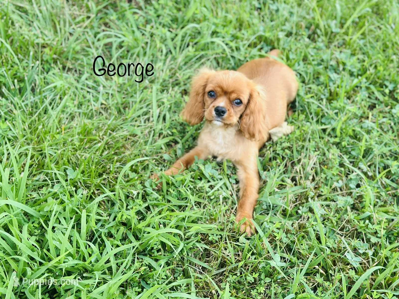 AKC George  – Cavalier King Charles Spaniel puppy for sale in Troy, MO