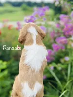 AKC Pancake , a male Cavalier King Charles Spaniel for sale in Troy, MO – 2 of 3