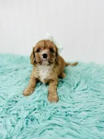 Ruby , a female Cavapoo for sale in Troy, MO – 4 of 4