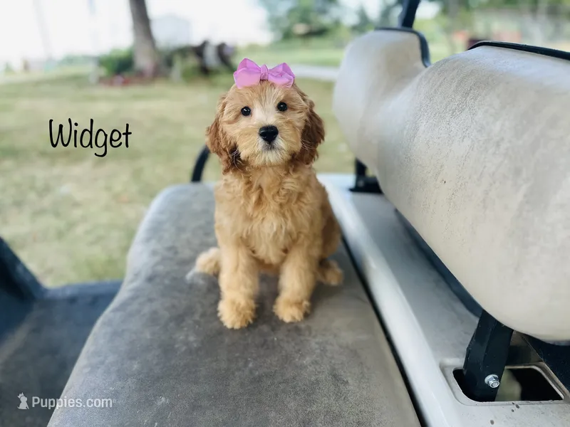 F1B Widget – Irish Doodle puppy for sale in Troy, MO