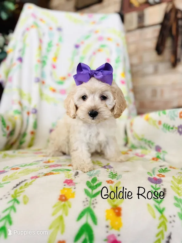 Goldie Rose  – Cockapoo puppy for sale in Troy, MO