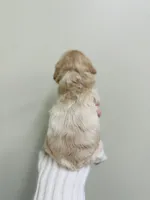 Goldie Rose , a female Cockapoo for sale in Troy, MO – Photo 5 of 5