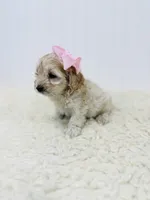 Goldie Rose , a female Cockapoo for sale in Troy, MO – Photo 3 of 5