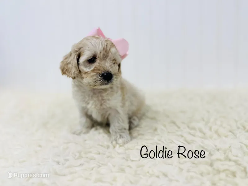 Goldie Rose , a female Cockapoo for sale in Troy, MO – Photo 1 of 5