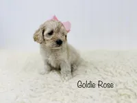 Goldie Rose , a female Cockapoo for sale in Troy, MO – Photo 1 of 5