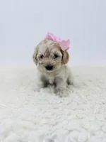 Goldie Rose , a female Cockapoo for sale in Troy, MO – Photo 2 of 5