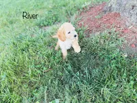 F1B River, a male Cockapoo for sale in Troy, MO – 3 of 3