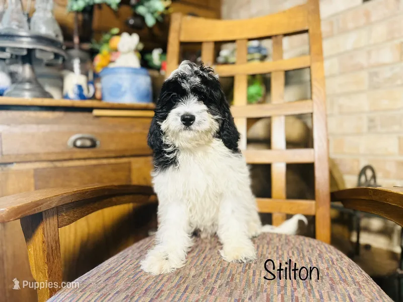 Stilton  – Cavapoo puppy for sale in Troy, MO