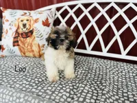 AKC Leo, a male Shih Tzu for sale in Troy, MO – 1 of 4