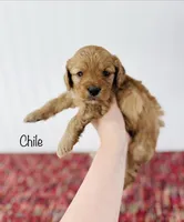 Chile, a male Cavapoo for sale in Troy, MO – 3 of 3