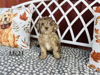F1B M&M, a male Cockapoo for sale in Troy, MO – 1 of 3