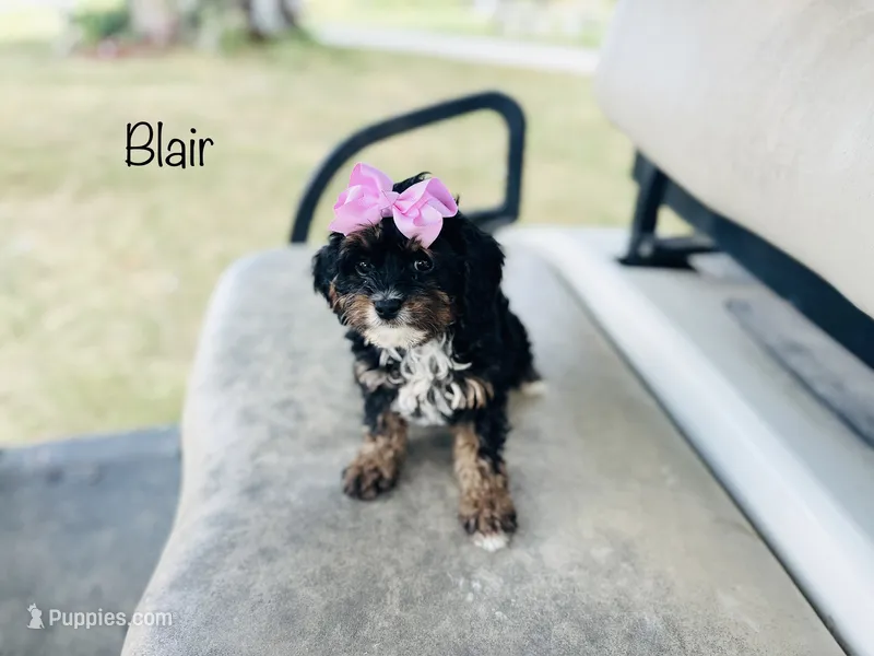 Blair  – Cavapoo puppy for sale in Troy, MO