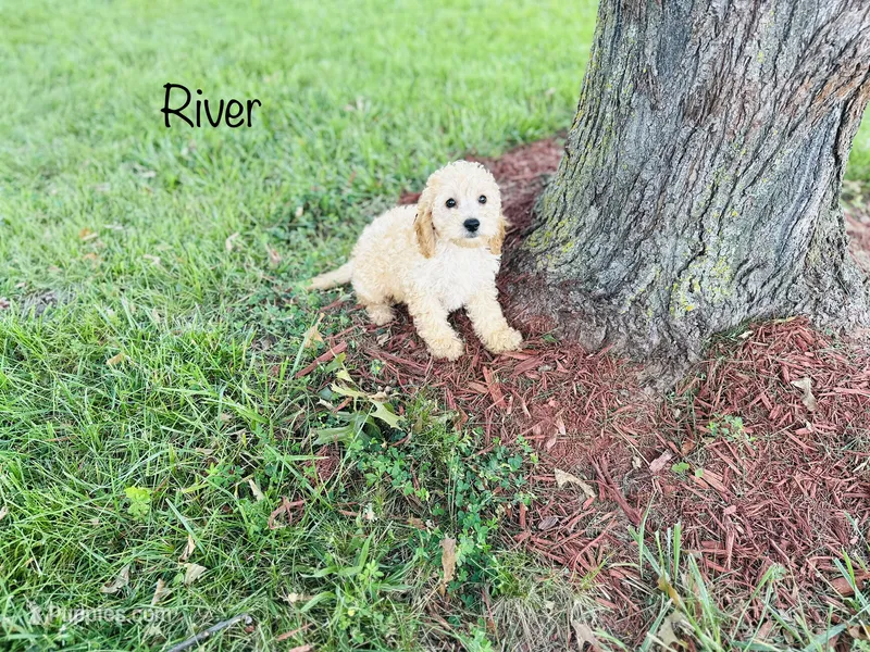 F1B River – Cockapoo puppy for sale in Troy, MO