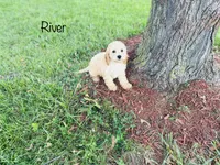 F1B River, a male Cockapoo for sale in Troy, MO – 1 of 3